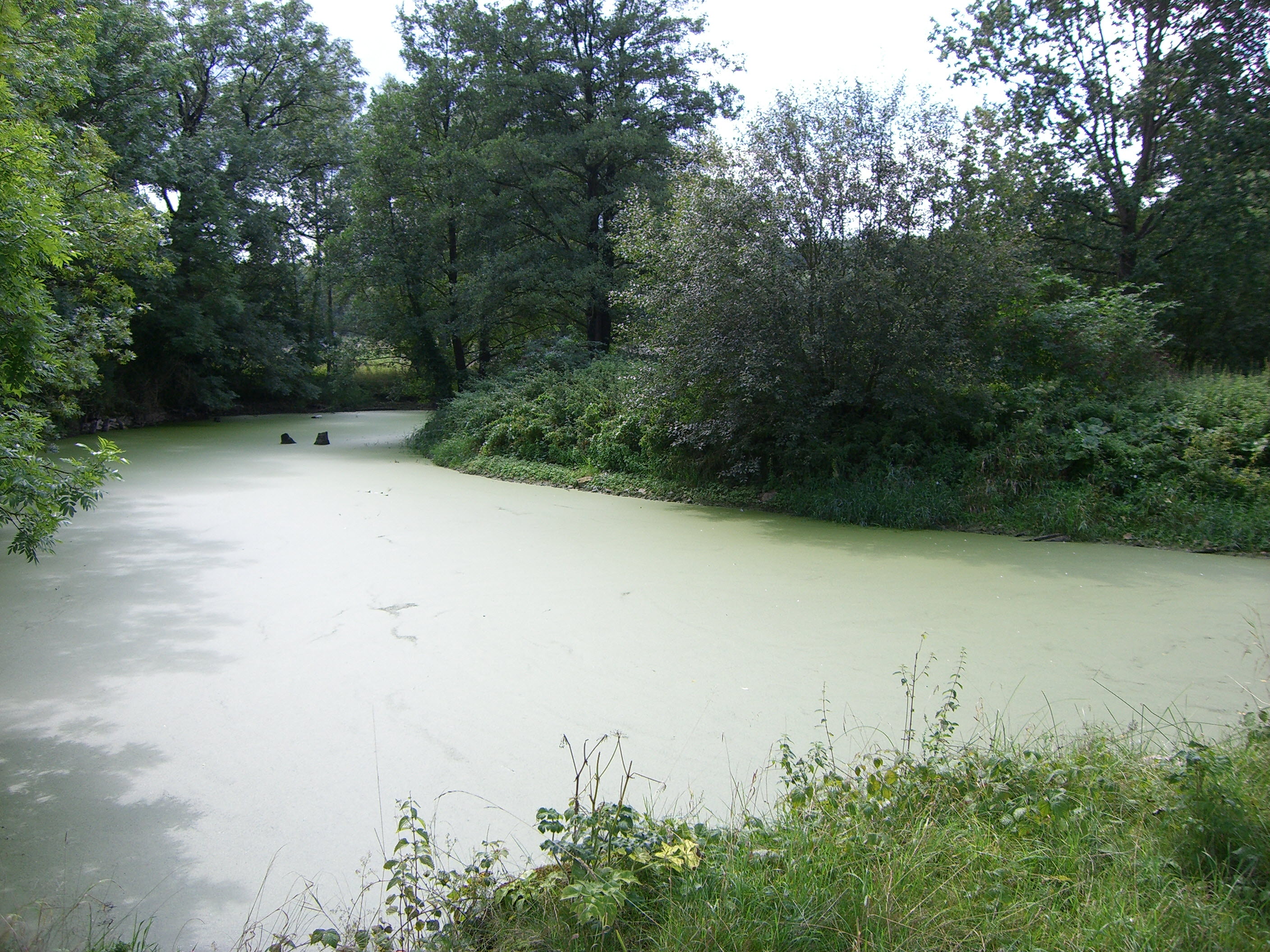 Wintrup #2